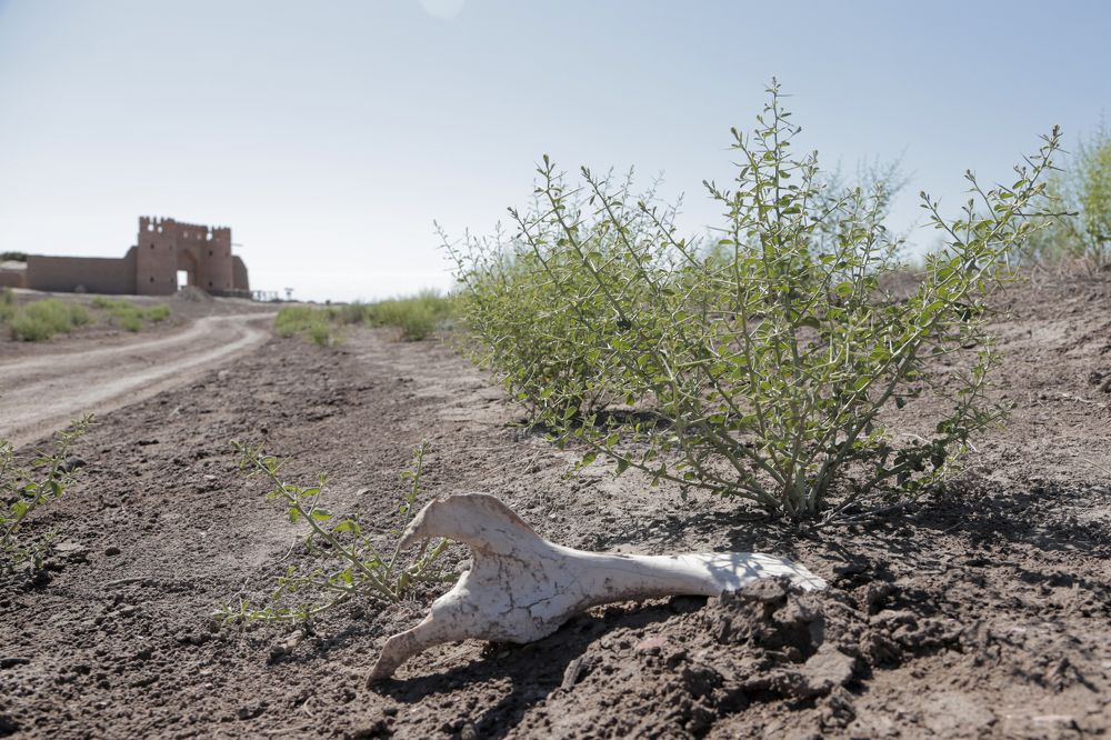 Дикая тропа