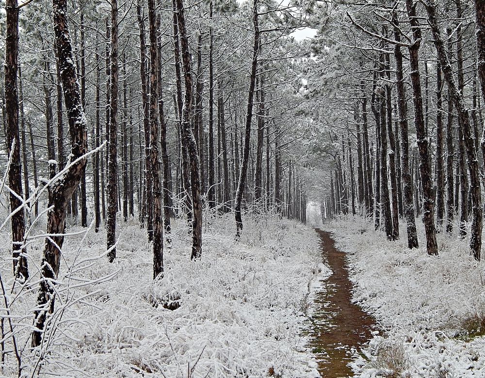 Photograph by Tanivsv