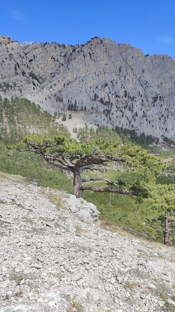 Photo #11231247