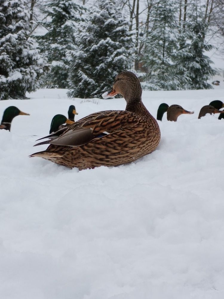 Photograph by Юлия Ю.