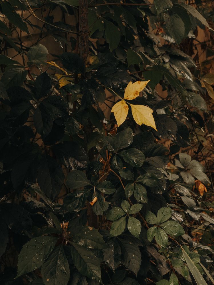 Photograph by Анна Голубцова