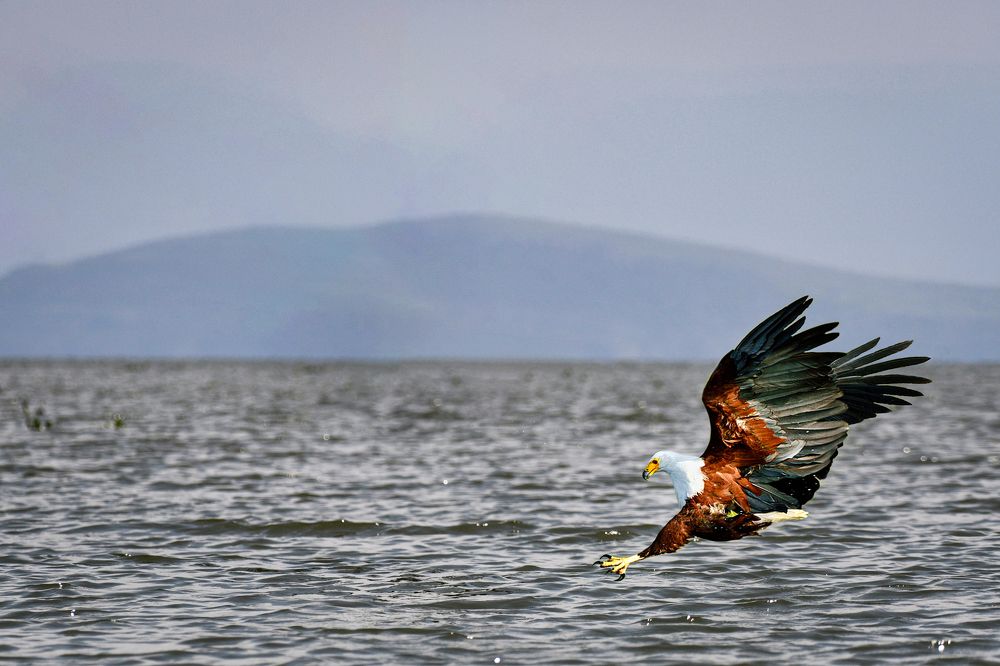 Фотография автора Koushik Chatterjee