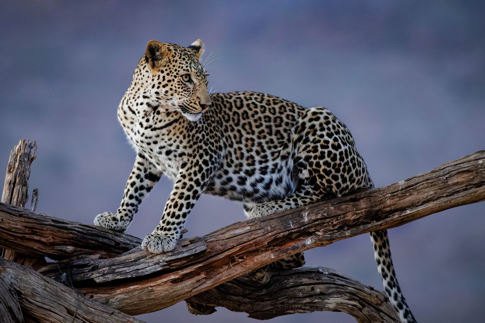 Фотография автора Koushik Chatterjee