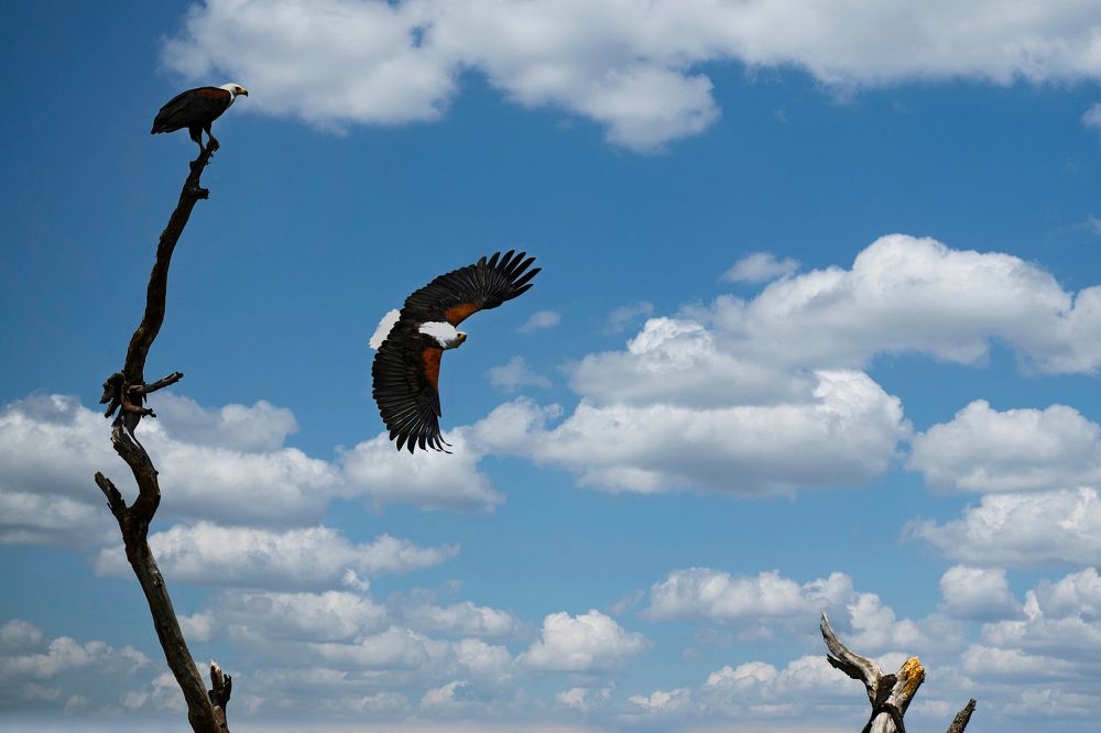 Фотография автора Koushik Chatterjee