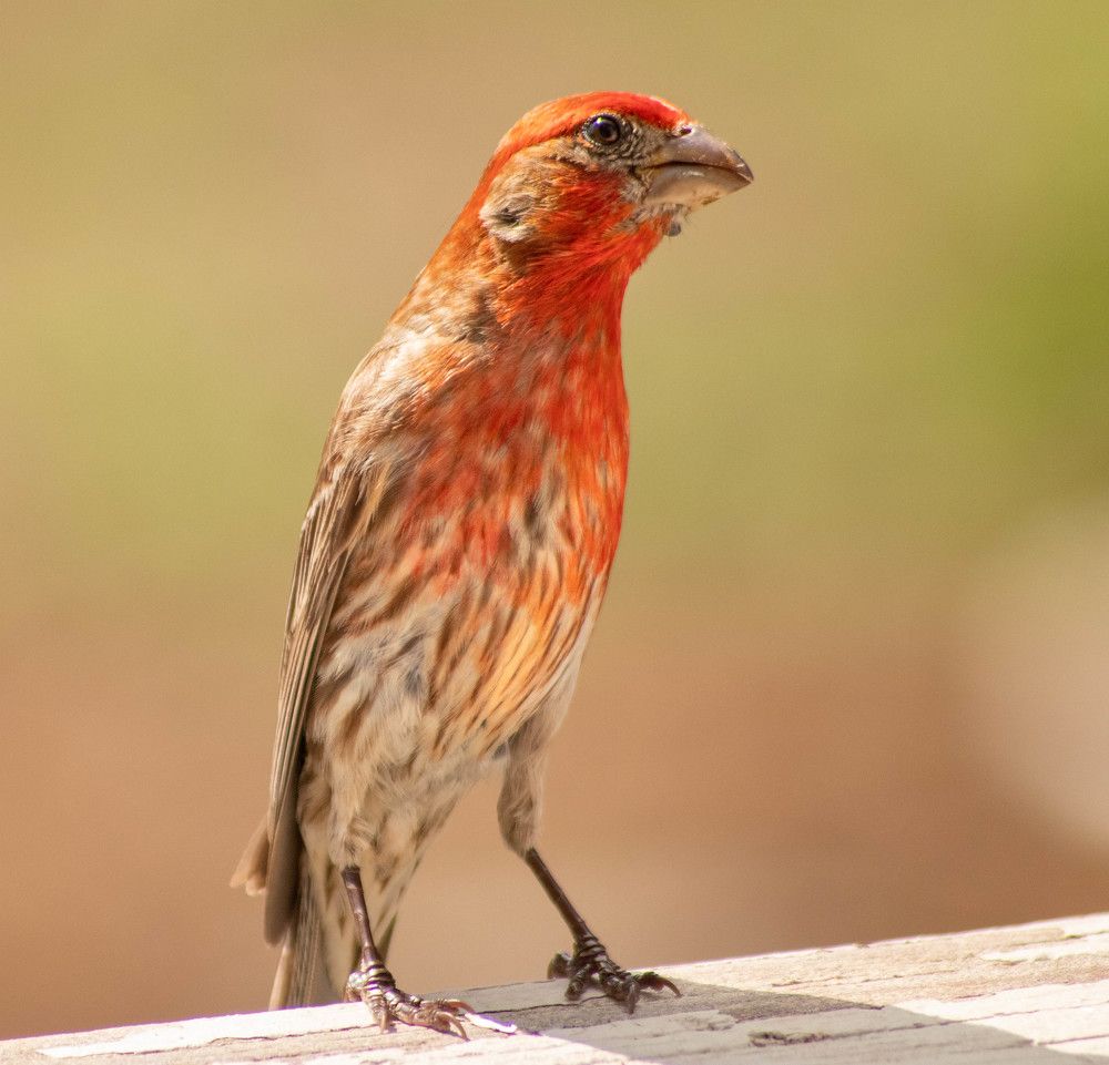 Фотография автора Van Gross