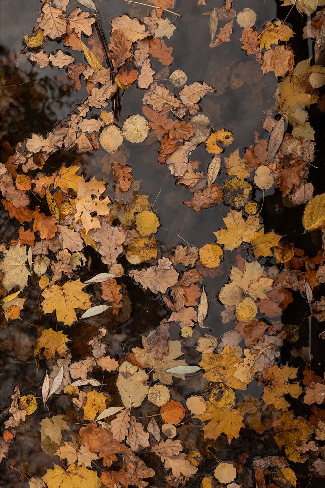 Photograph by Юлия Шевцова