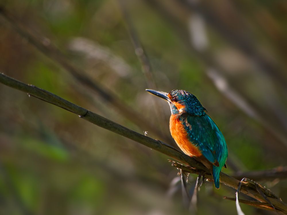 Фотография автора David Solodar