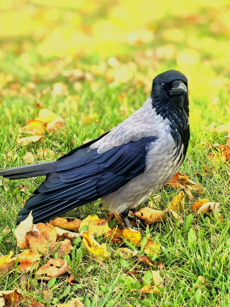 Фотография автора Александр Сипаров
