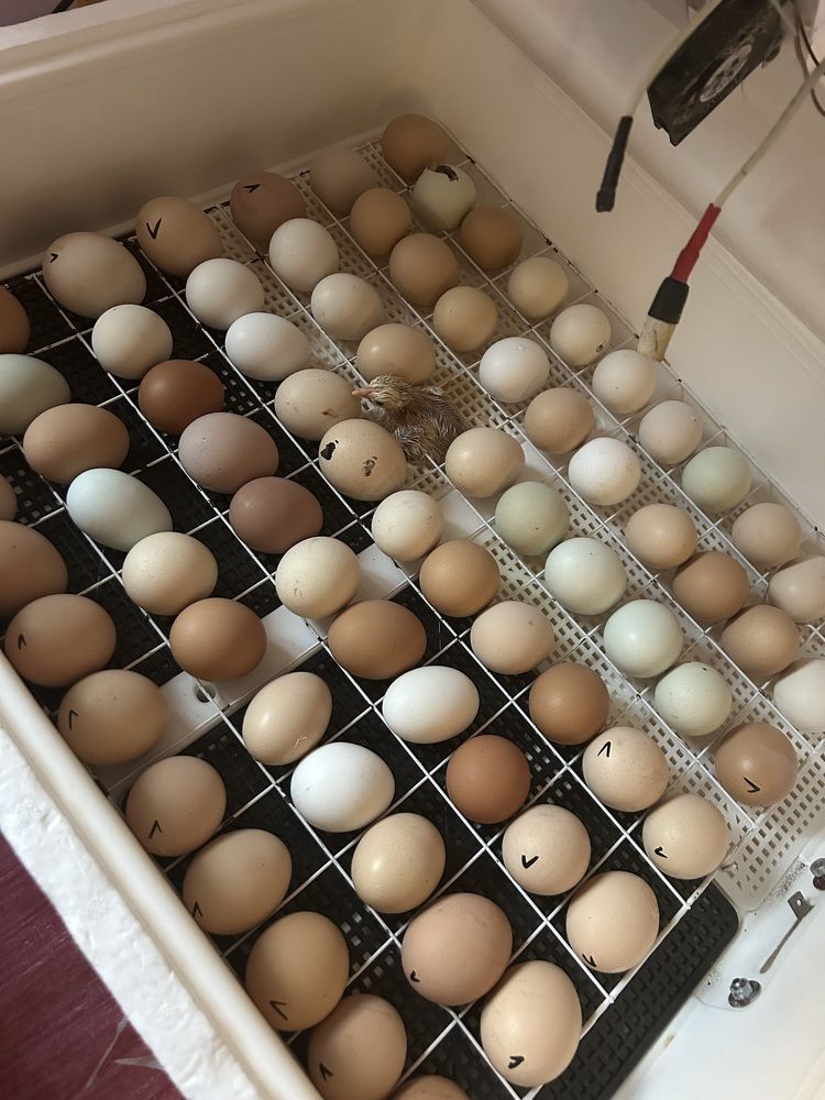 Фотография автора Елена Власова