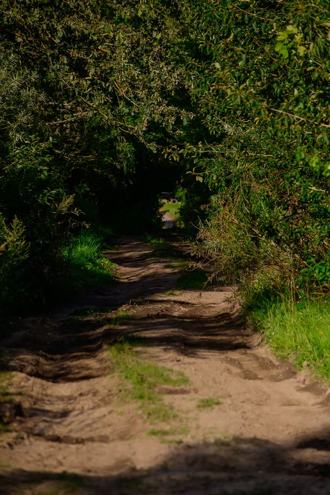 Фотография автора Елена Емельянова