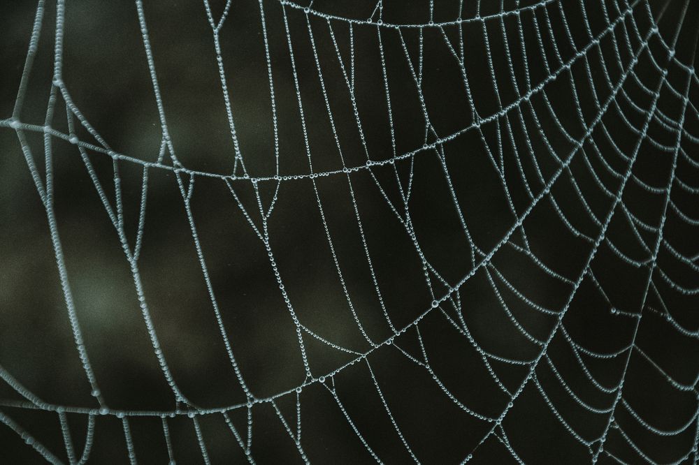 Фотография автора Елена Емельянова