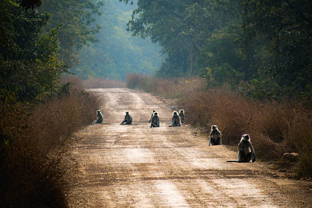 Фотография автора Kuramana Ashok Kumar