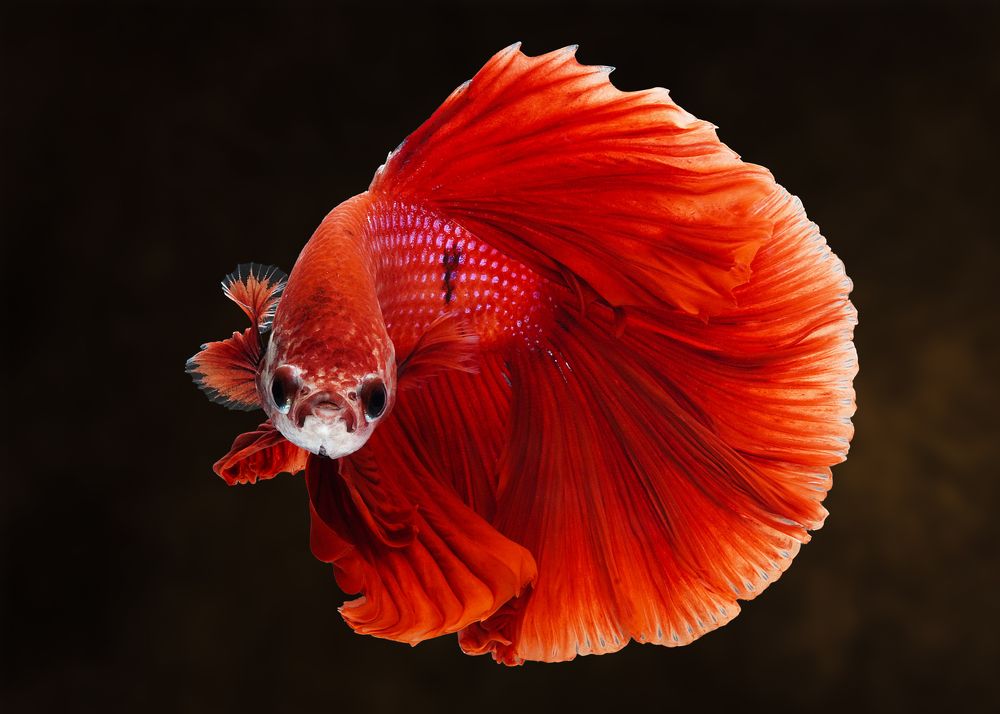 Photograph by Tran The Ngoc