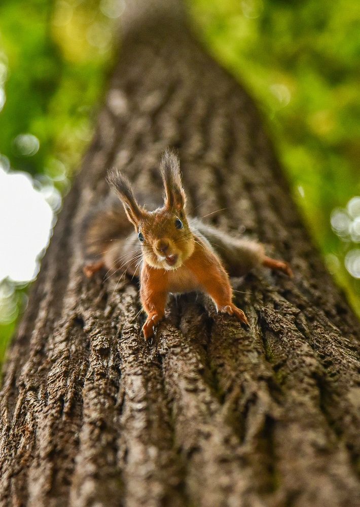 Фотография автора Sergey Smorchkov