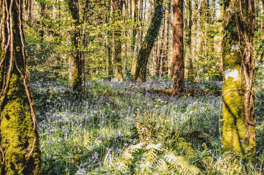 Фотография автора Voilmy Elliot