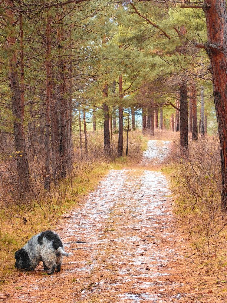 Фотография автора Иван Фомин