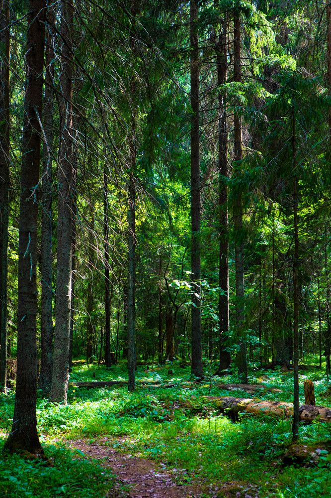 Photograph by Svetlana Porokhovnikova