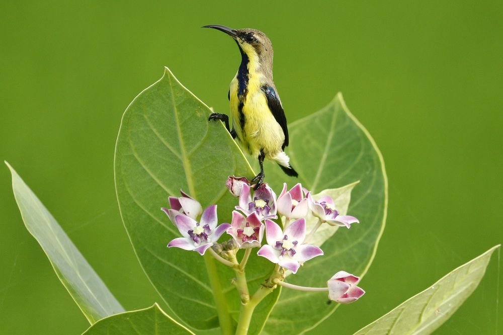 Purple sunbird in a cute pose
