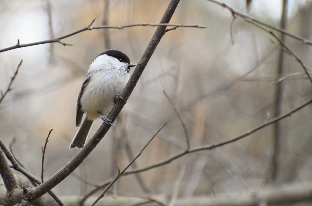 Photograph by Анастасия Белоусова