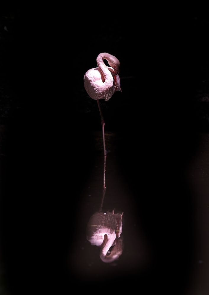 Photograph by Kaisyakuji Yushi