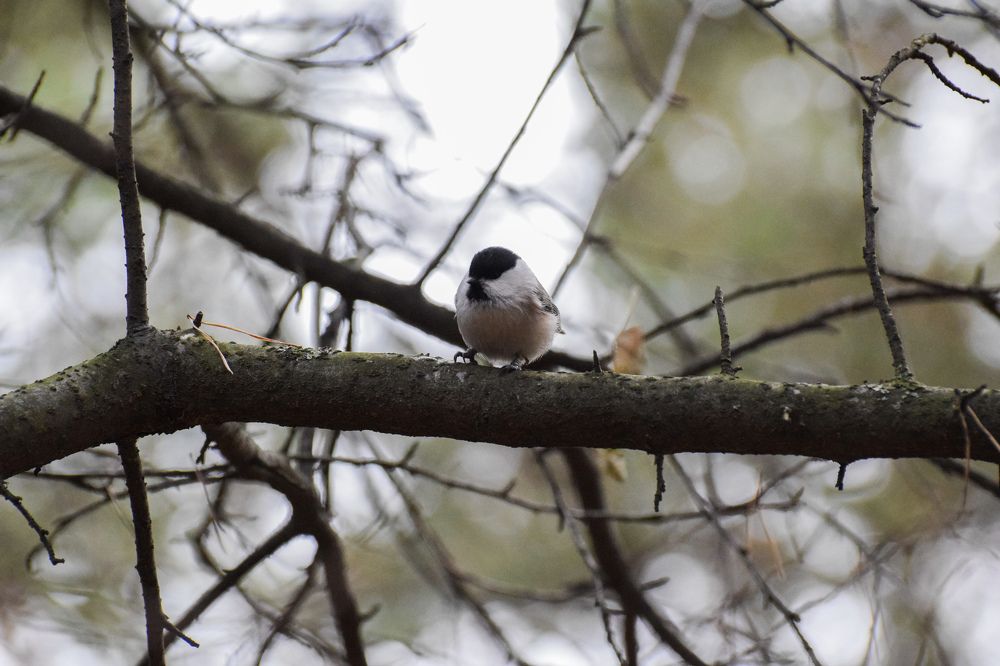 Photograph by Анастасия Белоусова