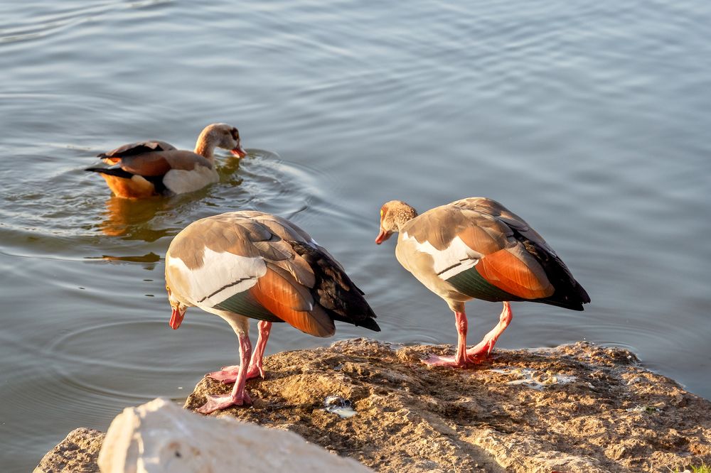 Photograph by ZOYA EL