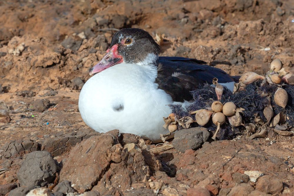 Photograph by ZOYA EL