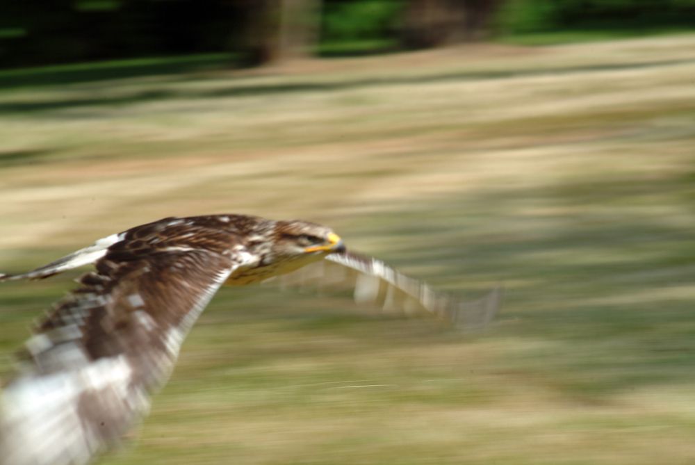 Фотография автора Chorche Prigo