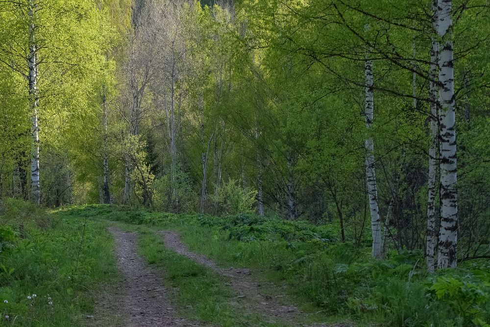 Тропинка в лесу
