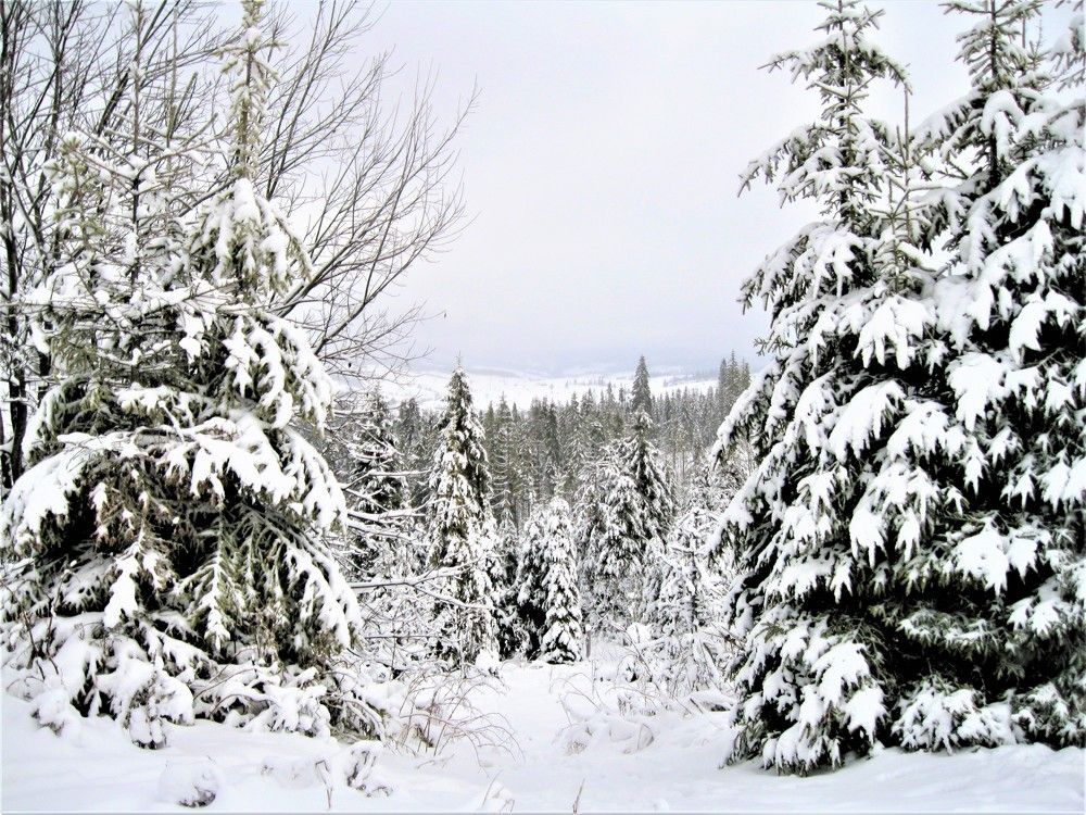 Photograph by Галина