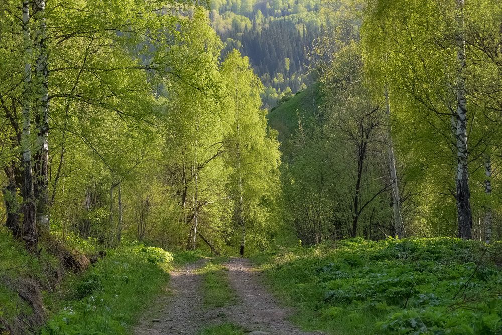 Тропинка в лесу