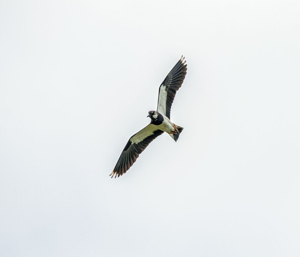 Photograph by Ольга Лобова