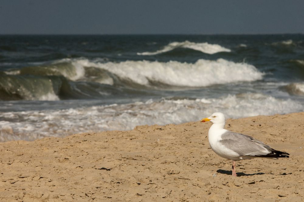 Фотография автора Chorche Prigo