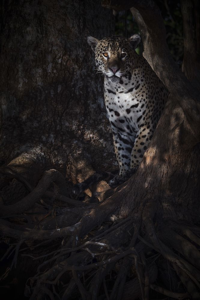 Photograph by André Inidio