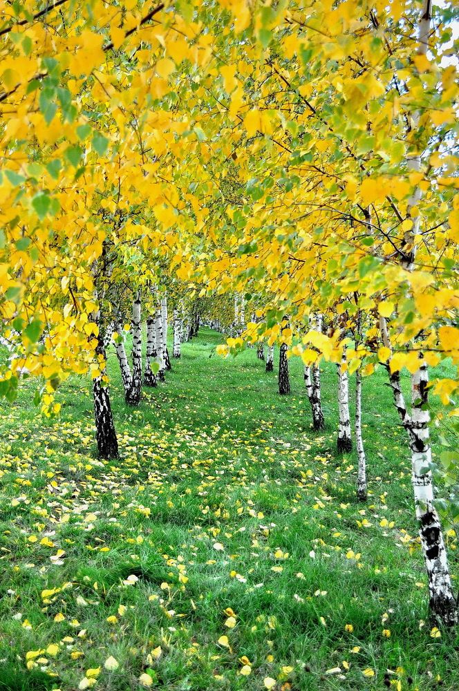 Осень в Березе.