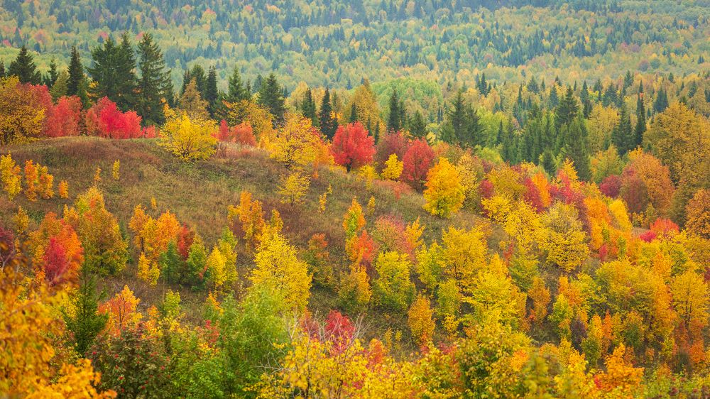 Фотография автора Alexey Bunakov