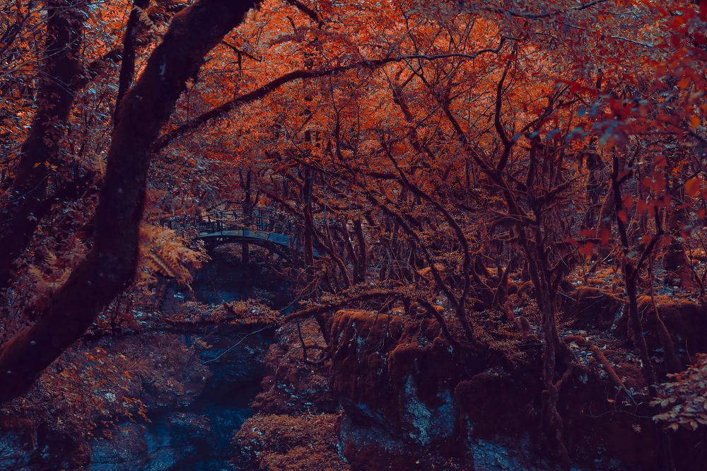 Сказочный лес