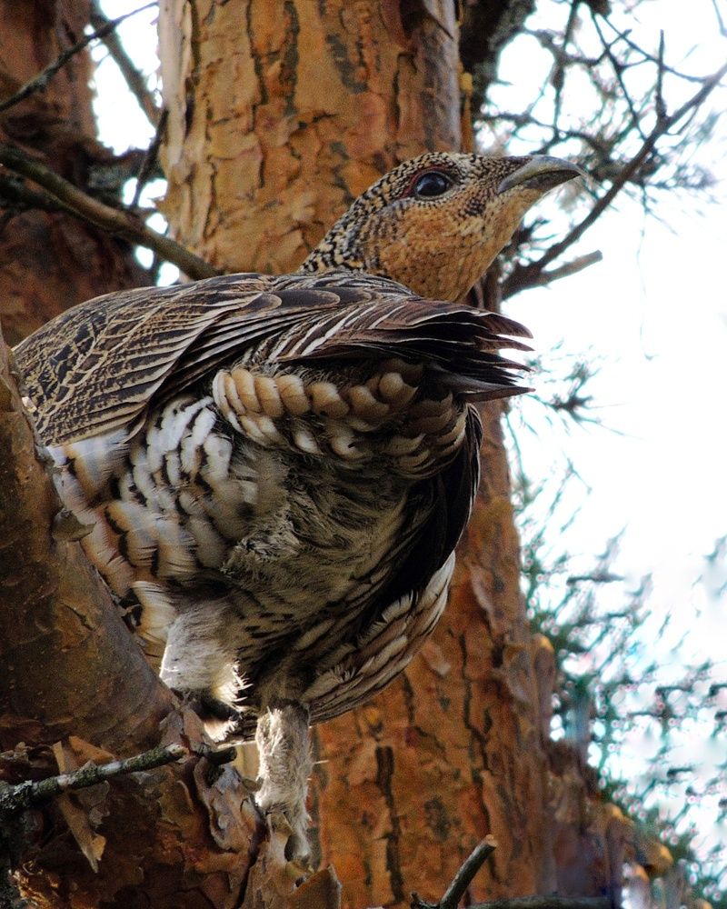 Photograph by Наталья Балабанова