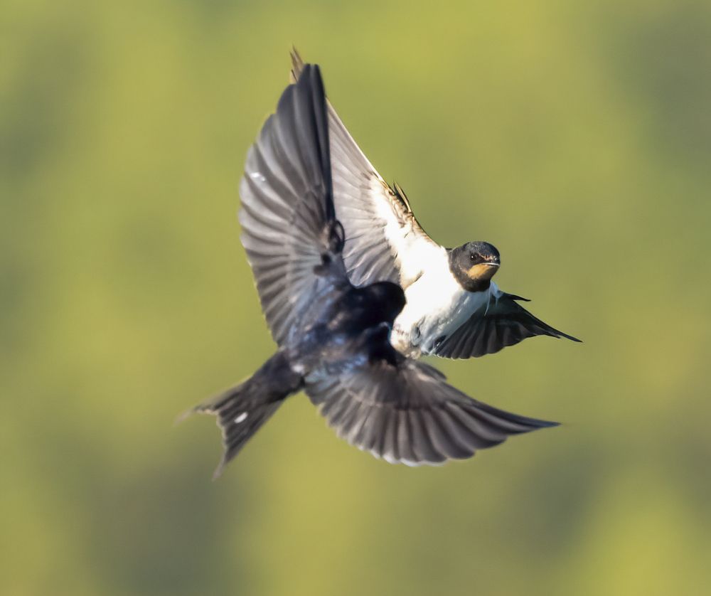 Фотография автора Mohammed sajd Abo ganem