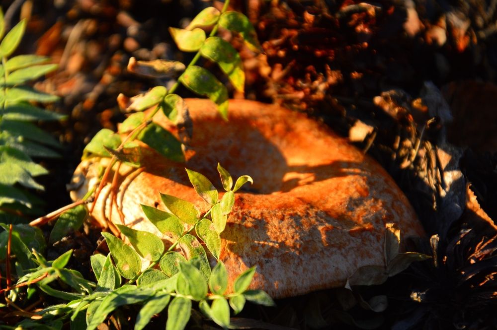 Photograph by Nadezhda