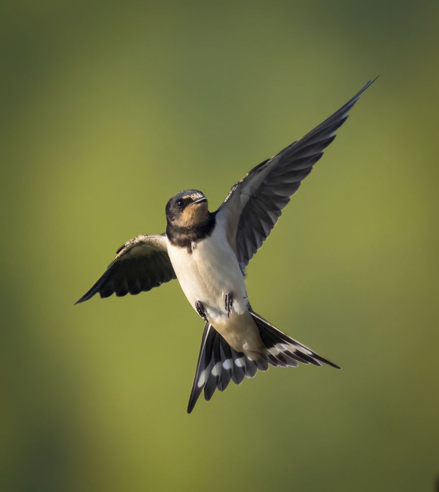 Фотография автора Mohammed sajd Abo ganem