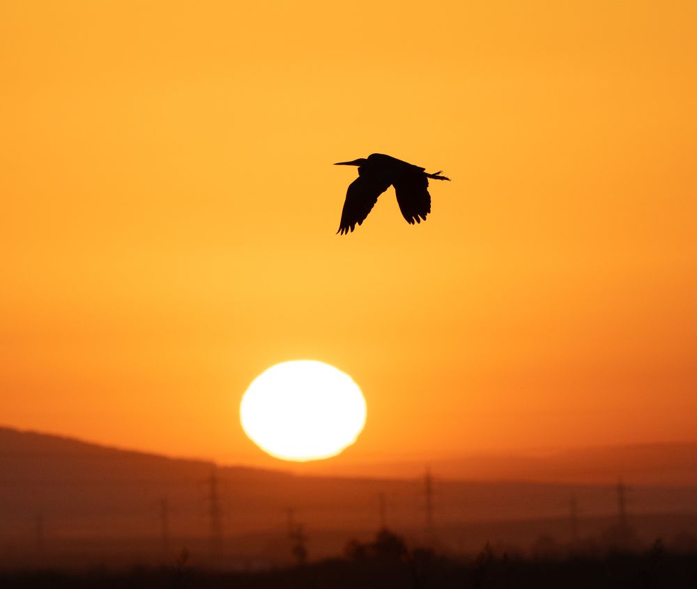 Фотография автора Mohammed sajd Abo ganem
