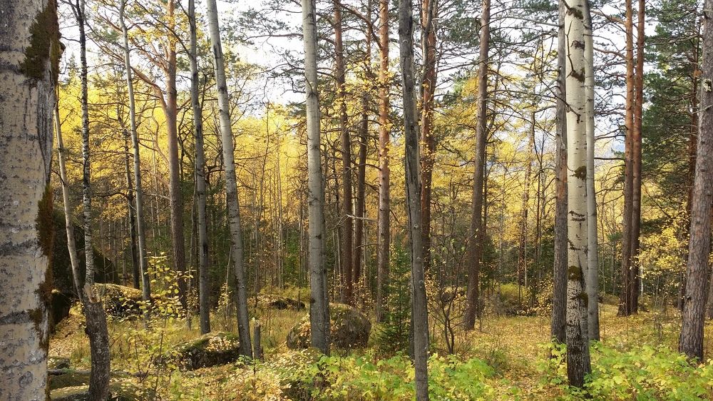 Photo #11232792