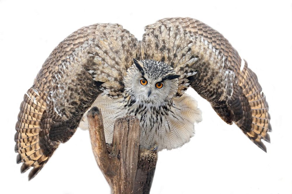 Photograph by Бибичков Михаил