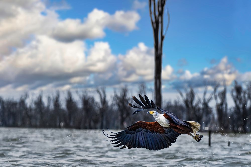 Фотография автора Koushik Chatterjee