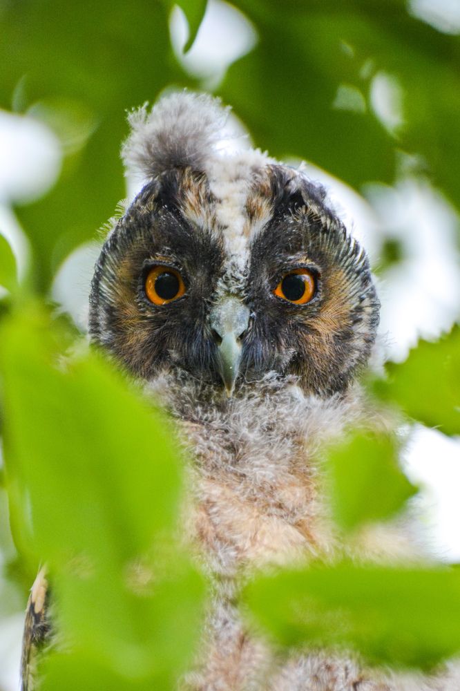 long-eared owl / ушастая сова