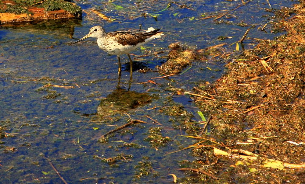 Фотография автора Nelya  Lysenko