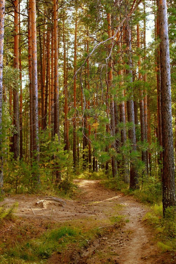 Фотография автора Nelya  Lysenko