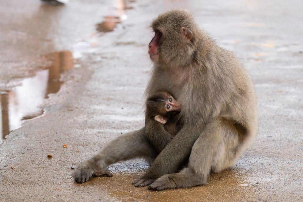 Photograph by Лейла Матар