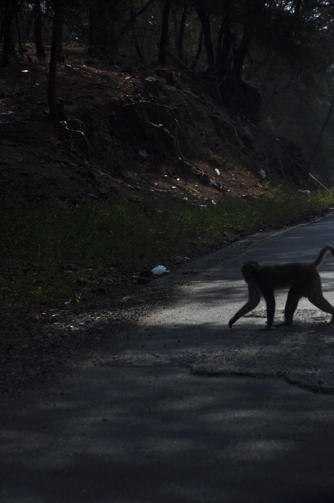 Photograph by SANDEEP KUMAR SHARMA